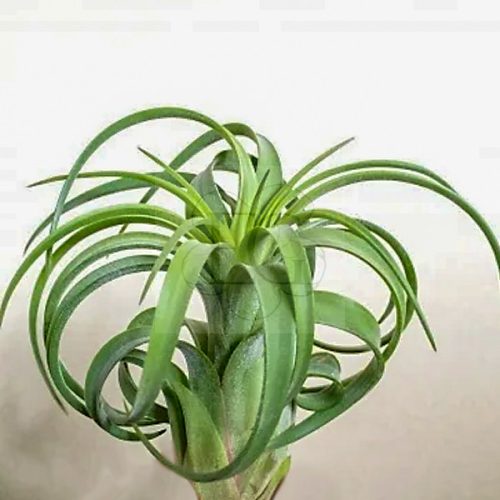 Tillandsia "Oh my Goodness/S