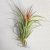 Tillandsia Oh my Goodness/S