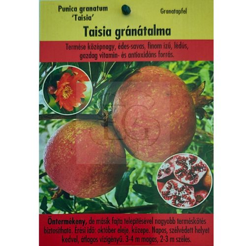 Punica granatum "Taisia"-Gránátalma