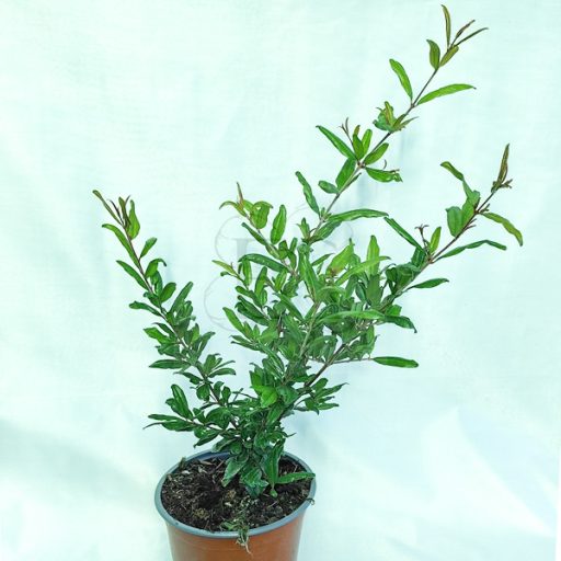 Punica granatum "Taisia"-Gránátalma