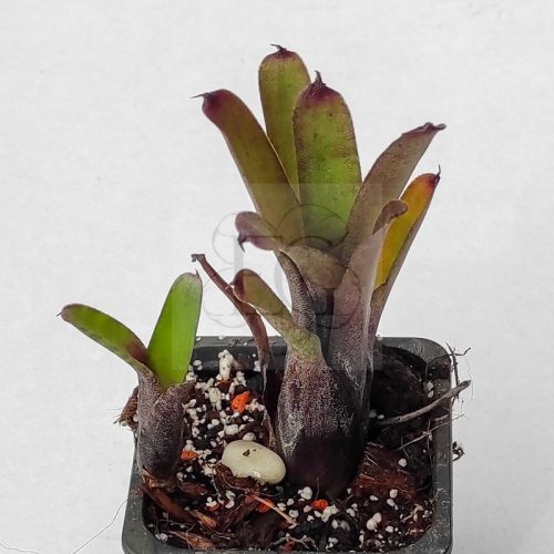 Neoregelia Dungsiana