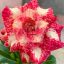 Adenium obesum "Trúc Váng" (1019)