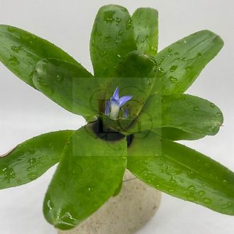 Neoregelia Amaranda 