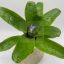 Neoregelia Amaranda 