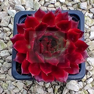 Sempervivum sp.36-Kövirózsa