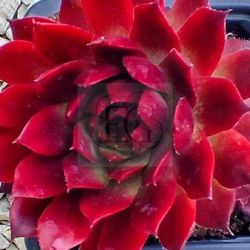 Sempervivum sp.36-Kövirózsa