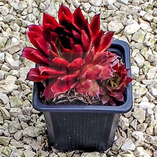 Sempervivum sp.36-Kövirózsa