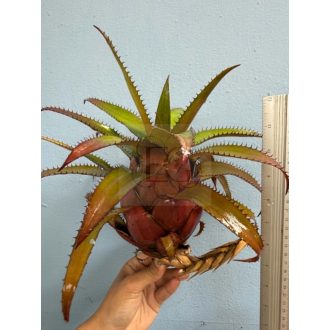 Hylaeaicum Pendula X Rosea