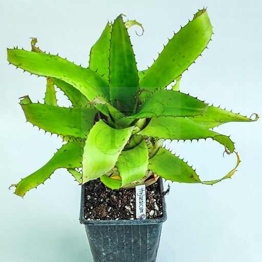 Hylaeaicum Pendula X Rosea