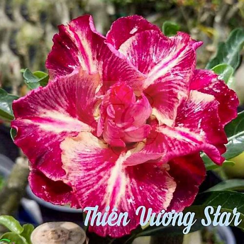 Adenium obesum "Thien Vuong Star" (943)