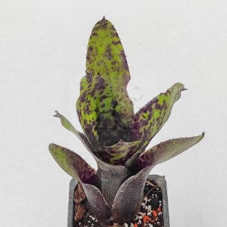 Neoregelia Carvier 