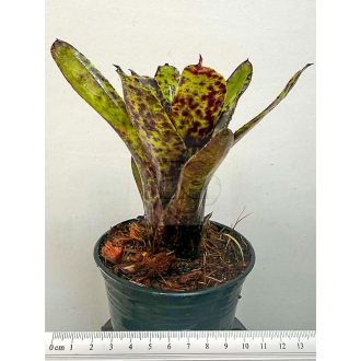Neoregelia Carvier 