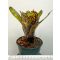 Neoregelia Carvier 