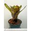 Neoregelia Carvier 