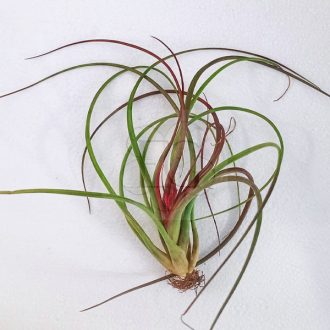 Tillandsia Ruby Red
