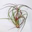 Tillandsia Ruby Red