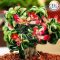 Adenium DHA PPL 5 db mag