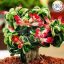 Adenium DHA PPL 5 db mag