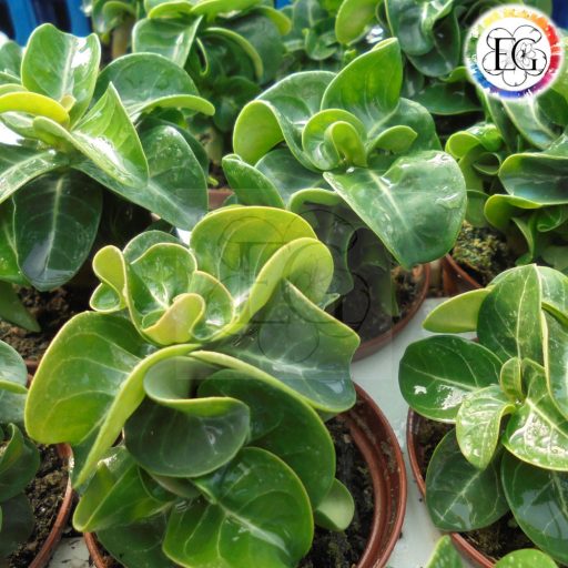 Adenium DHA PPL 5 db mag