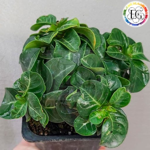 Adenium DHA PPL 5 db mag