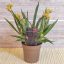 ANIGOZANTHOS BEAUTY/YELLOW