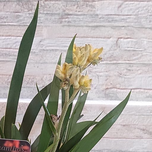 ANIGOZANTHOS BEAUTY/YELLOW