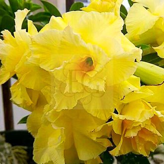 Adenium obesum "Golden Dragon" (175)-S-méret