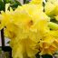 Adenium obesum "Golden Dragon" (175)-S-méret