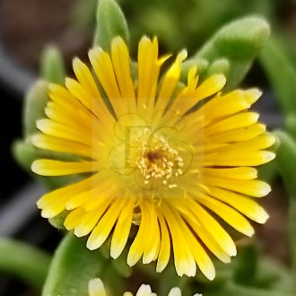 Delosperma Wunder Gold