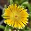Delosperma Wunder Gold