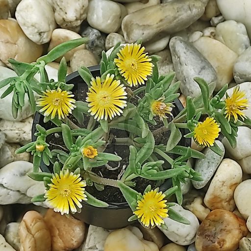 Delosperma Wunder Gold