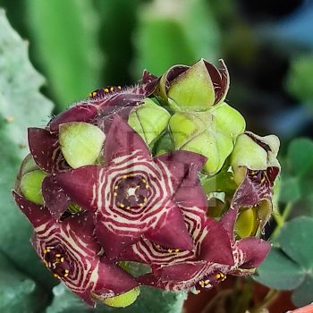 Caralluma europaea Caralluma europaea