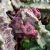Caralluma europaea