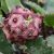 Caralluma europaea