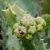 Caralluma europaea
