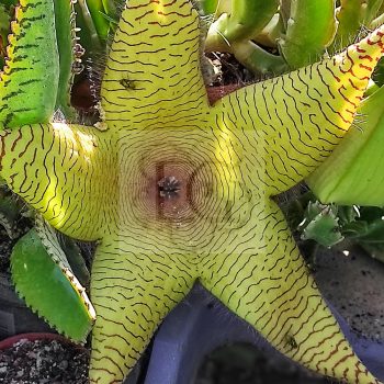 Stapelia gigantea Stapelia gigantea