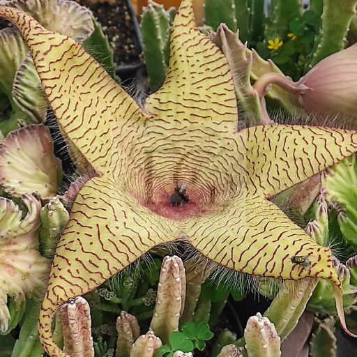 Stapelia gigantea