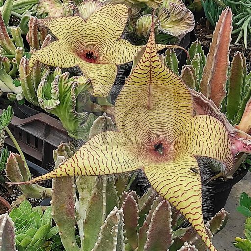 Stapelia gigantea