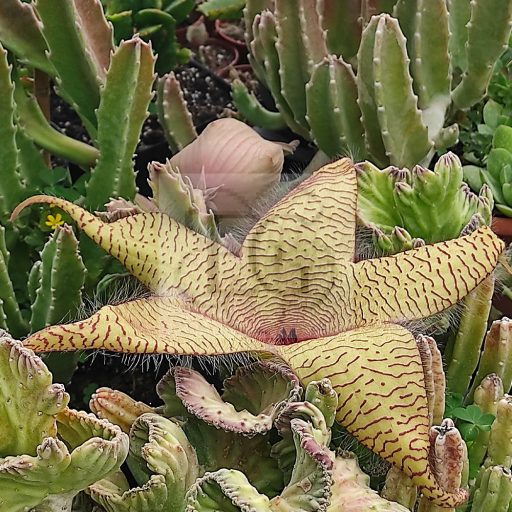 Stapelia gigantea
