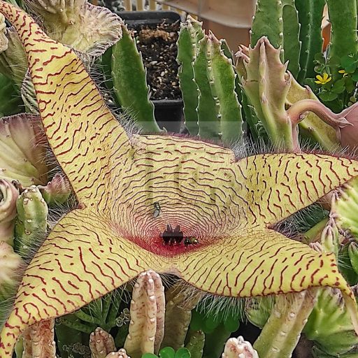 Stapelia gigantea