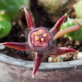 Duvalia caespitosa Duvalia caespitosa