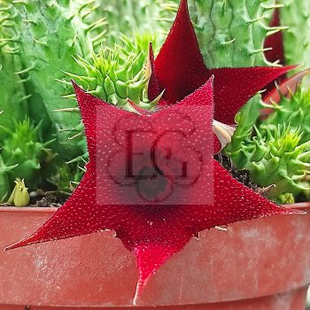 Huernia macrocarpa Huernia macrocarpa