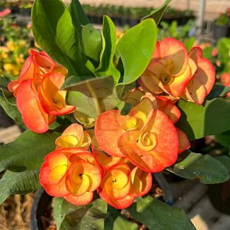 Euphorbia milii "Hybrid" (A15)