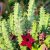 Huernia macrocarpa