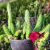 Huernia macrocarpa
