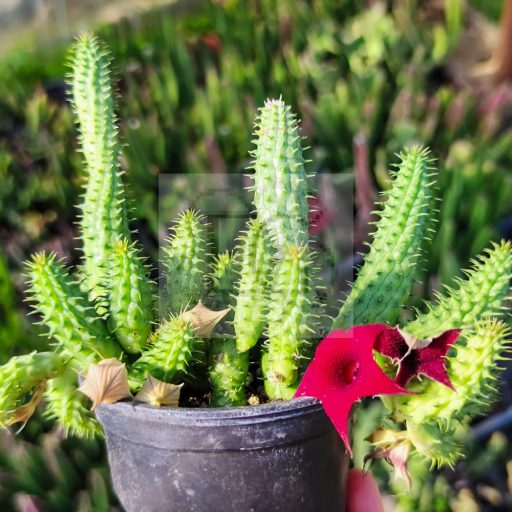 Huernia macrocarpa