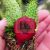 Huernia macrocarpa
