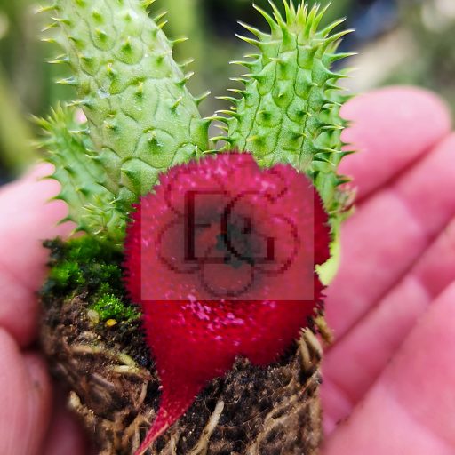 Huernia macrocarpa