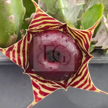 Huernia zebrina v. magniflora Huernia zebrina v. magniflora