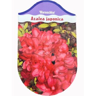 Azalea Japonica "Maruschka" csemete
